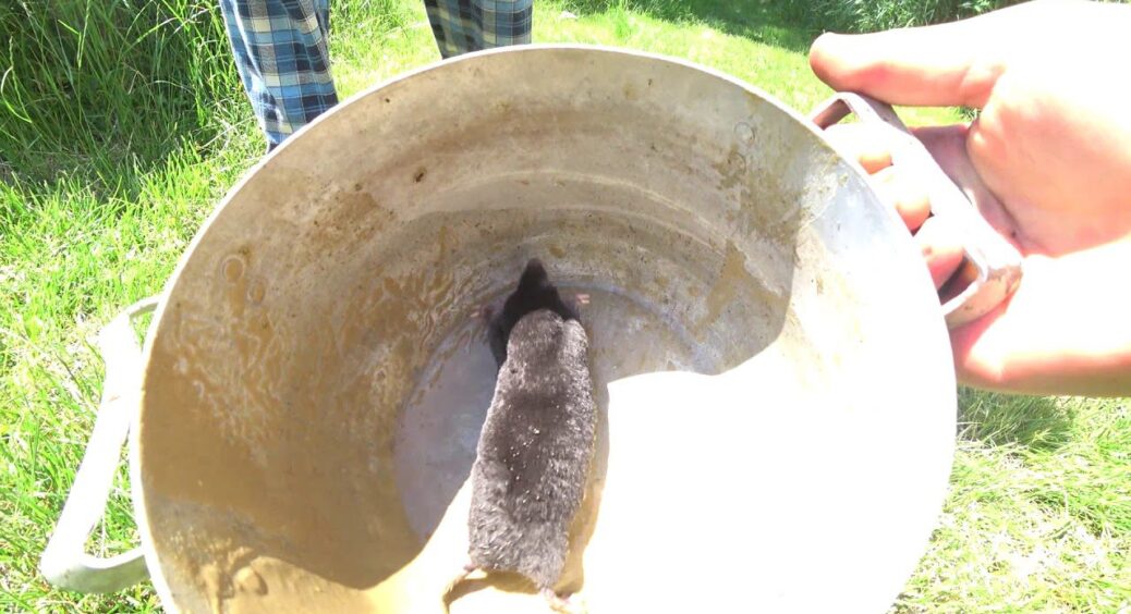 Беру 1 таблетку і кидаю в кротові нори: уже через 2 дні ділянка знову чиста – всі звірята накивали п’ятами 