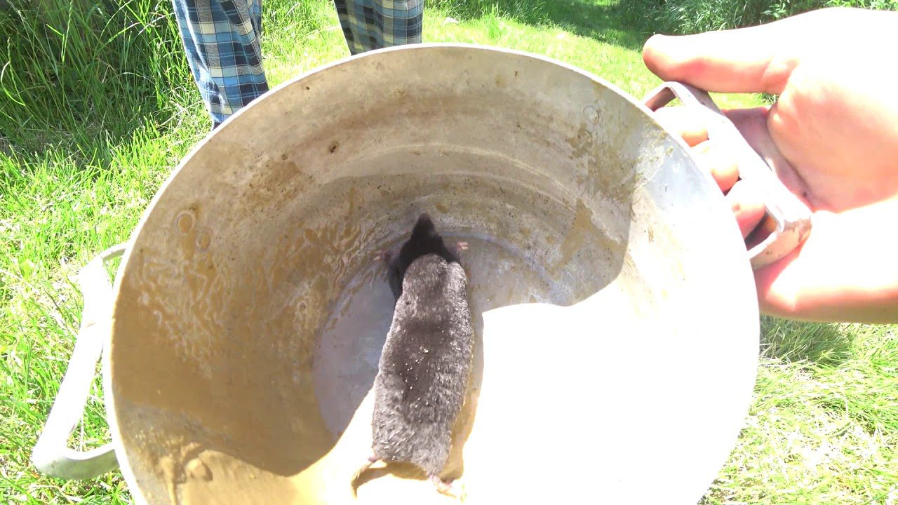 Дачники розповіли, як легко та швидко позбутися кротів на ділянці