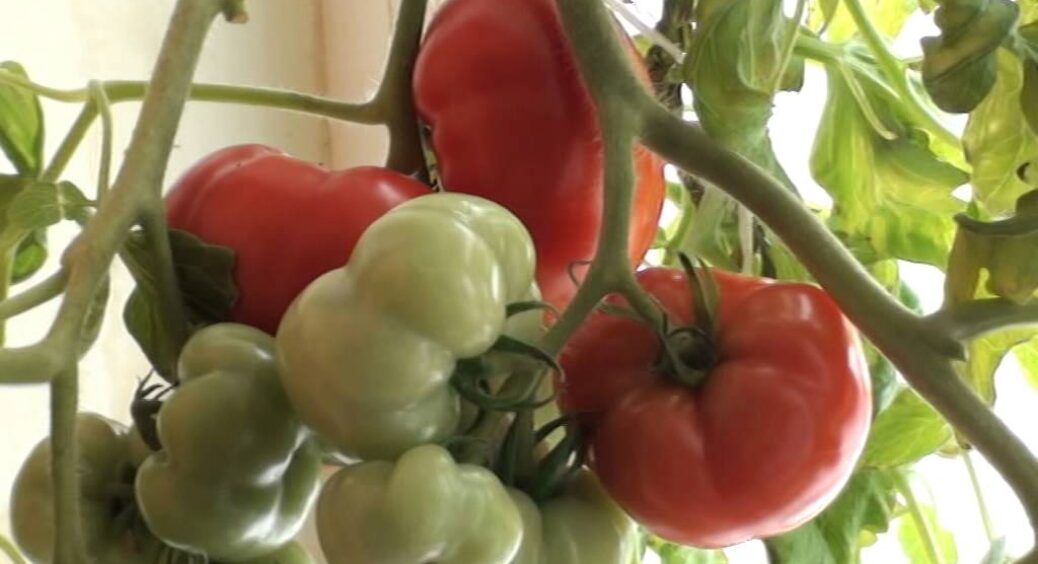 Підгледіла, як сусідка вирощує помідори догори дригом на балконі – 5 головних причин, щоб перевернути кущики 
