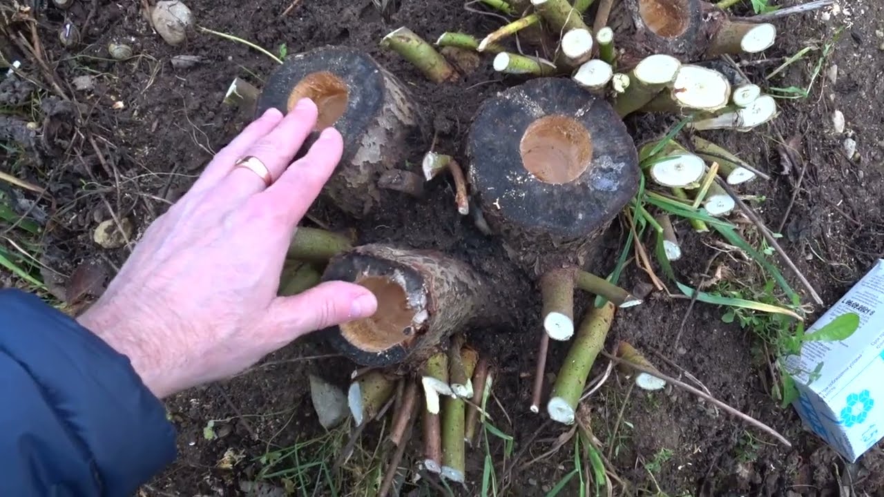 Досвідчені дачники розповіли, як видалити пеньок на ділянці без хімії