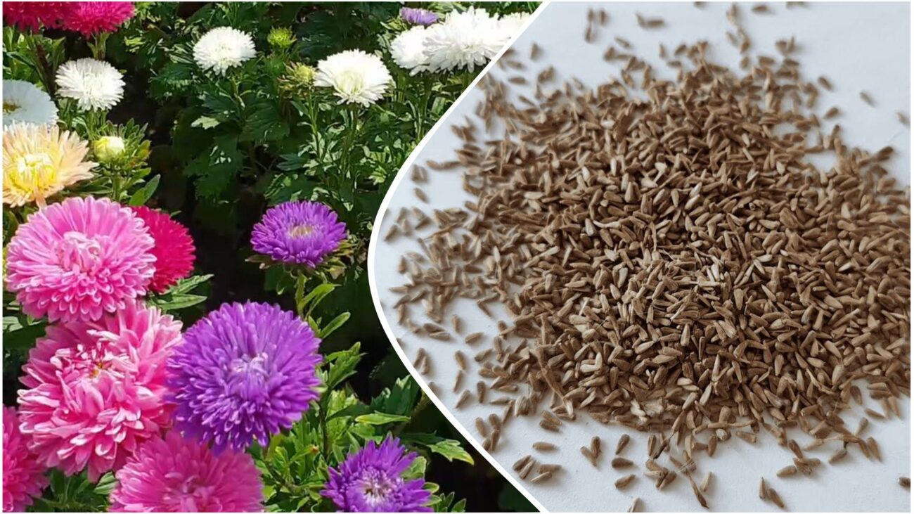 Досвідчені квітникарі розповіли, як правильно зібрати насіння з айстр