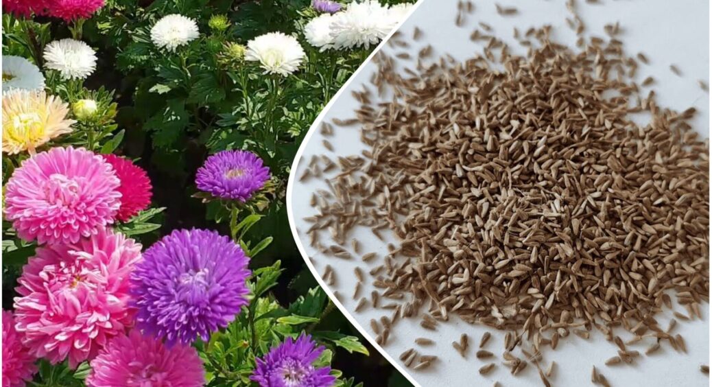 Насіння улюблених айстр збираю щоосені: у 1000 разів краще за магазинне – ось як це правильно робити 