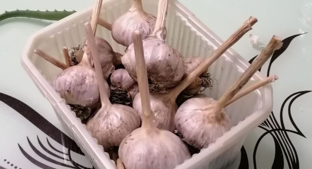 Свіжий часник з грядки лежить по 10 місяців до нового врожаю: розкриваю надійний спосіб зберігання 