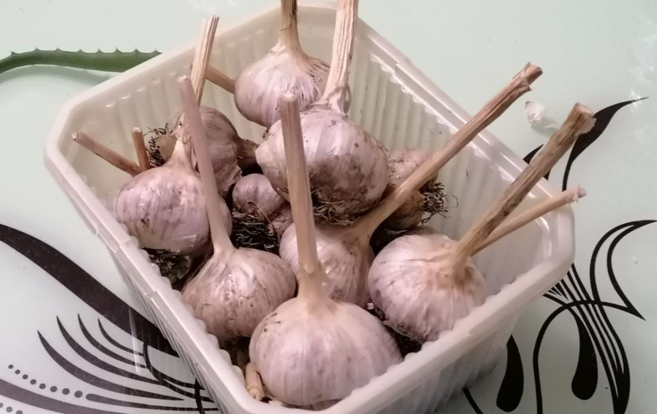 Як зберігати часник довго