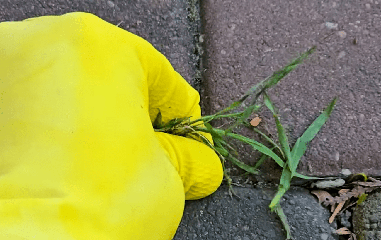 Садівники розповіли, як просто видалити траву між тротуарною плиткою
