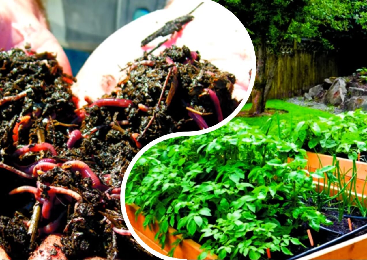 Агрономи розповіли, як залучити та розмножити черв'яків та мікробіоту у ґрунті