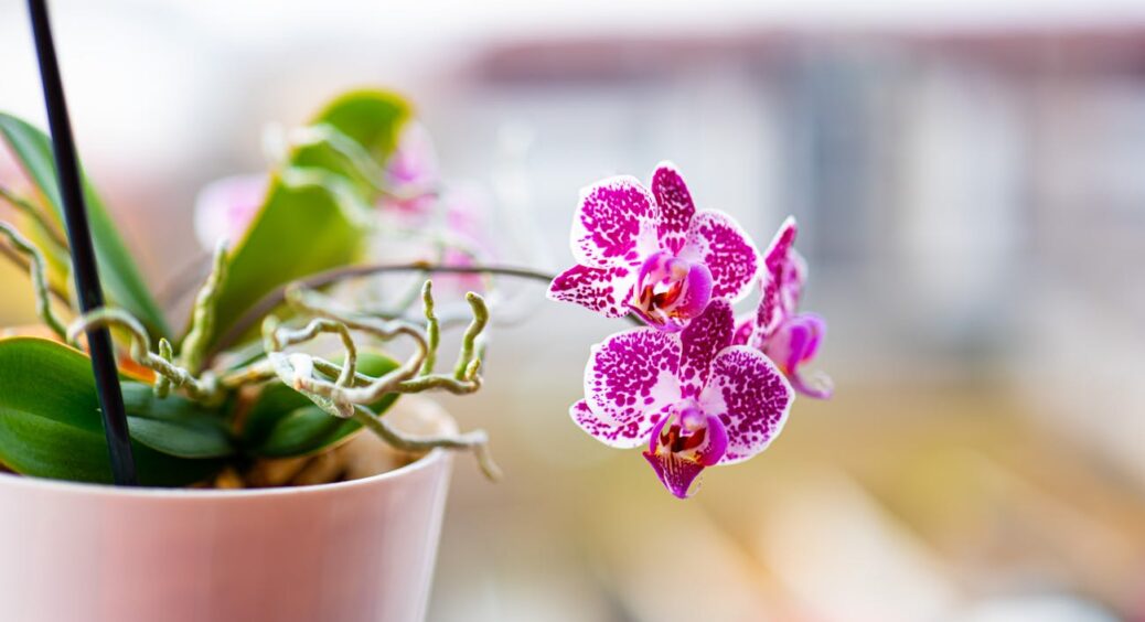 Скло, глина чи прозорий пластик: якому з 3 горщиків віддати перевагу для вирощування улюбленої орхідеї 