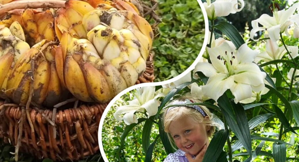 Ділюсь інструкцією для любителів лілій: як викопувати, ділити та пересаджувати цибулини на початку жовтня 