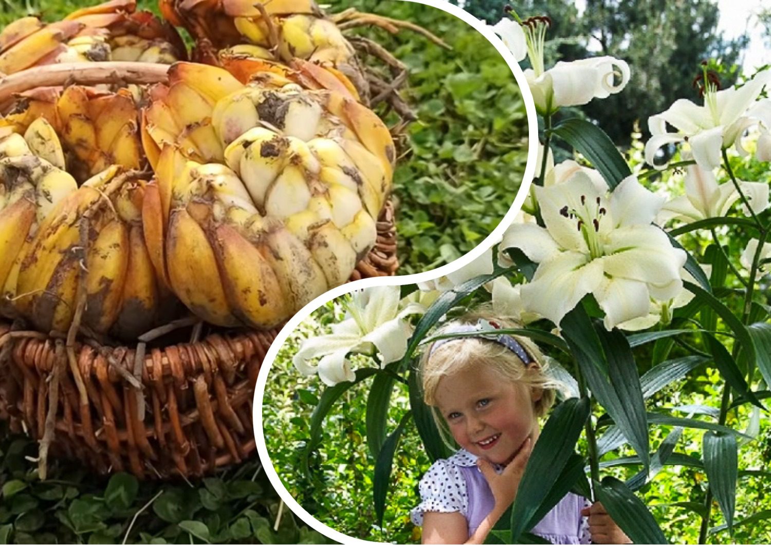 Квітникарі розповіли, що робити з ліліями у жовтні