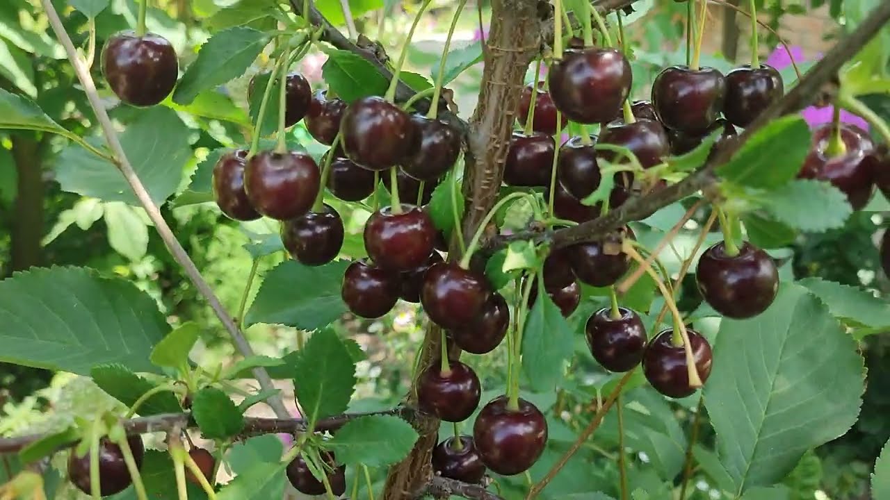 Садівники розповіли, що необхідно обов'язково зробити із вишнями у жовтні