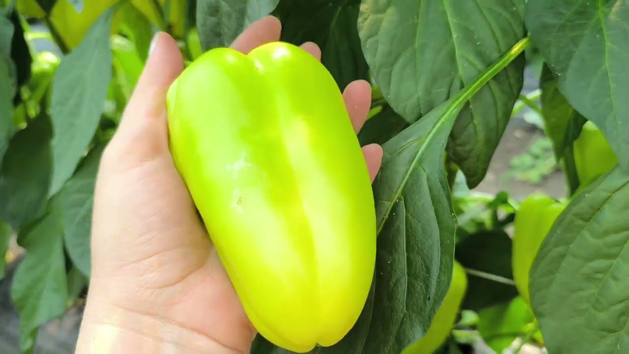 Городники поділилися простими порадами, які допоможуть збільшити врожай перців