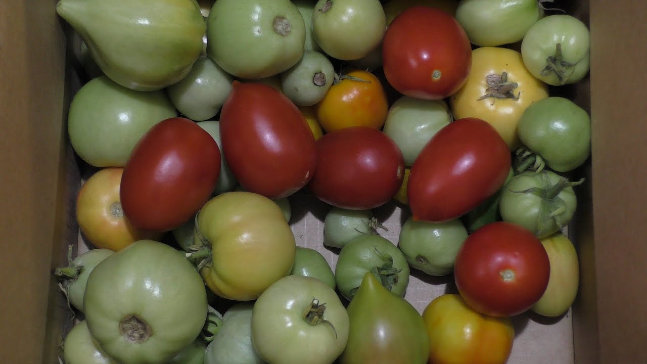 Городники розповіли, як зробити так, щоб зелені томати почервоніли за 1 ніч