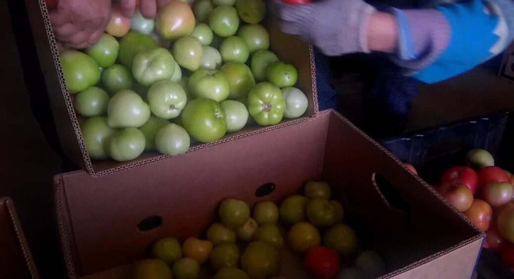 Кладу цей 1 фрукт у ящик із зеленими томатами – і вони червоніють буквально за 1 ніч: трюк кума-городника 