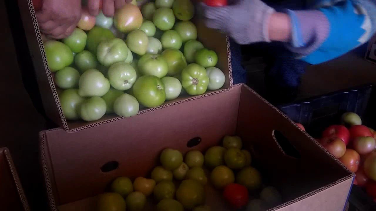 Городники розповіли, як зробити так, щоб зелені томати почервоніли за 1 ніч