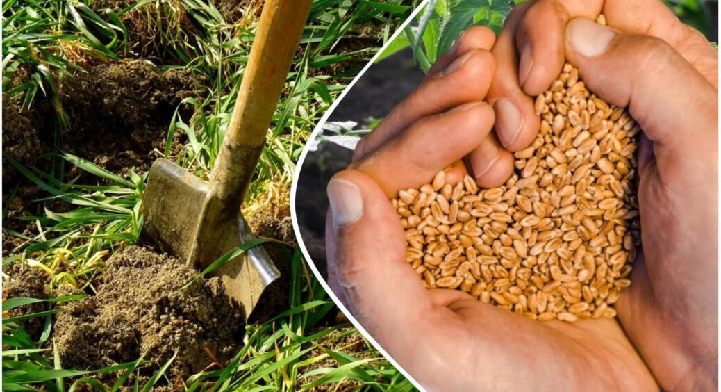 Дідусь-агроном завжди садив ці 3 сидерати у жовтні – і ґрунт отримував у 1000000 разів крутіший за чорнозем 