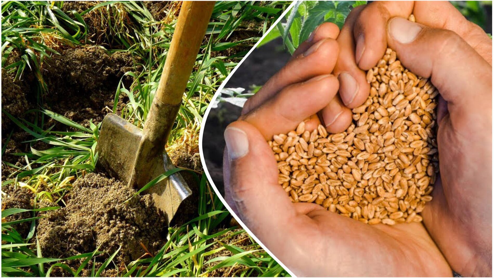 Агрономи розповіли, які 3 сидерати варто обов'язково посадити у жовтні