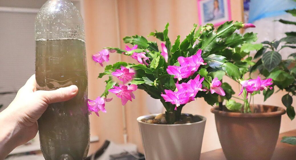 Бабуся нашептала хитрість, яка допоможе оживити декабрист лише за 1 підживлення: додала в ґрунт і радію 