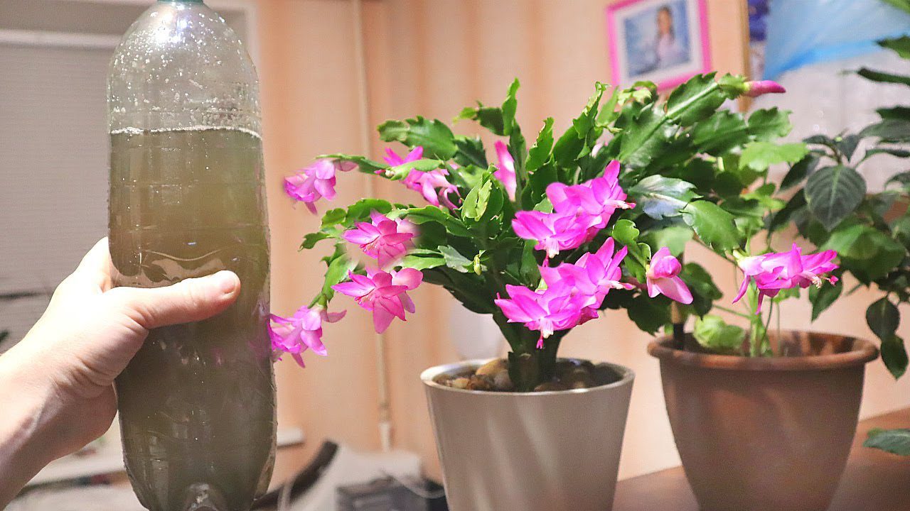 Квітникарі розповіли, що зробити з декабристом у жовтні для рясного цвітіння