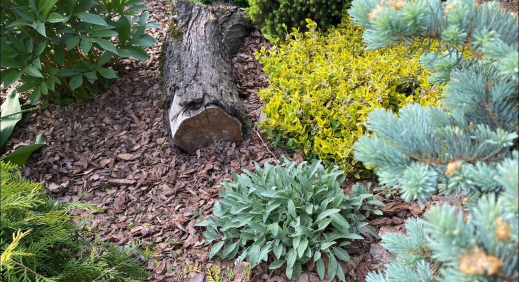 Мульчування корою: кум-городник назвав усі “підводні камені” та плюси способу – ось як її використовувати 