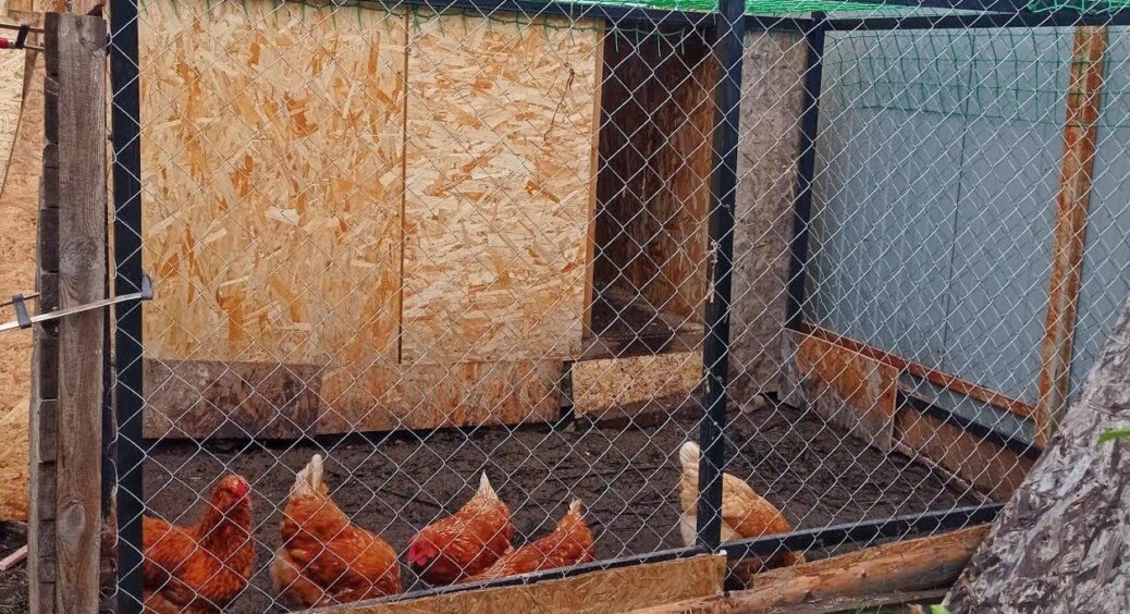 На зиму утеплили дах у курнику – кури несуться з космічною швидкістю: тепер не замерзнуть навіть в -20 