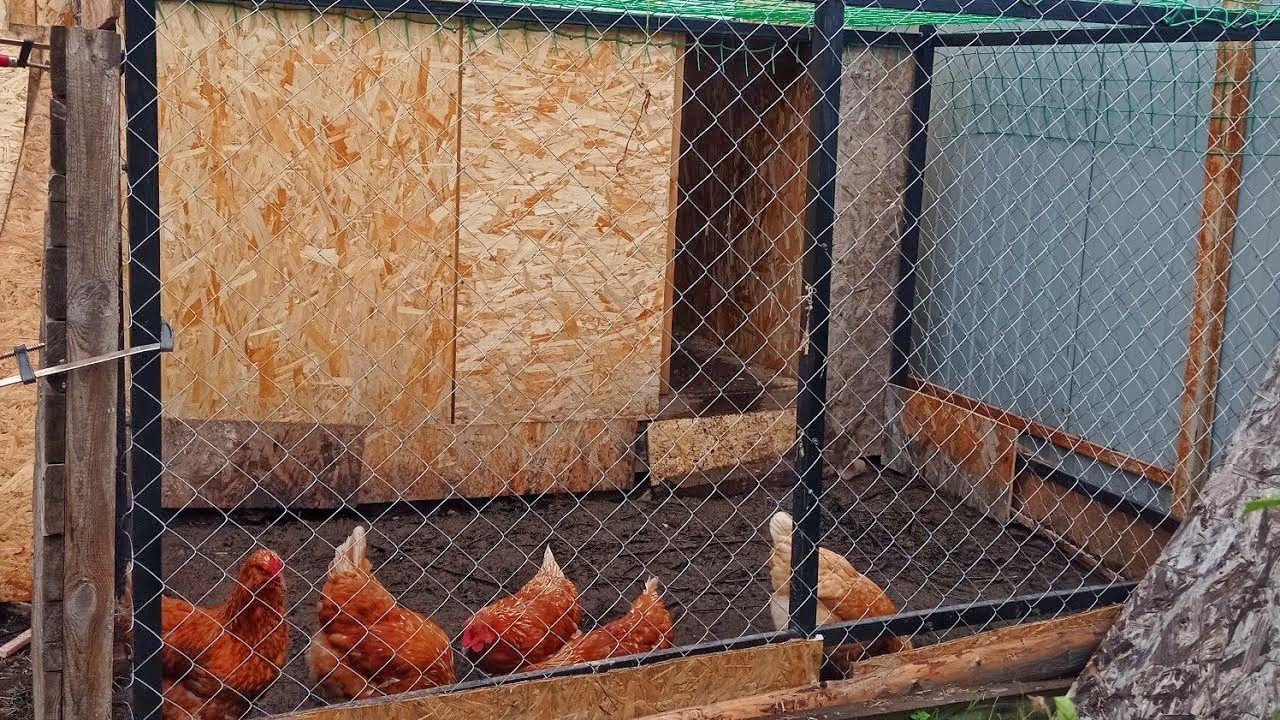 Господарі розповіли, як можна дуже бюджетно утеплити дах у курнику