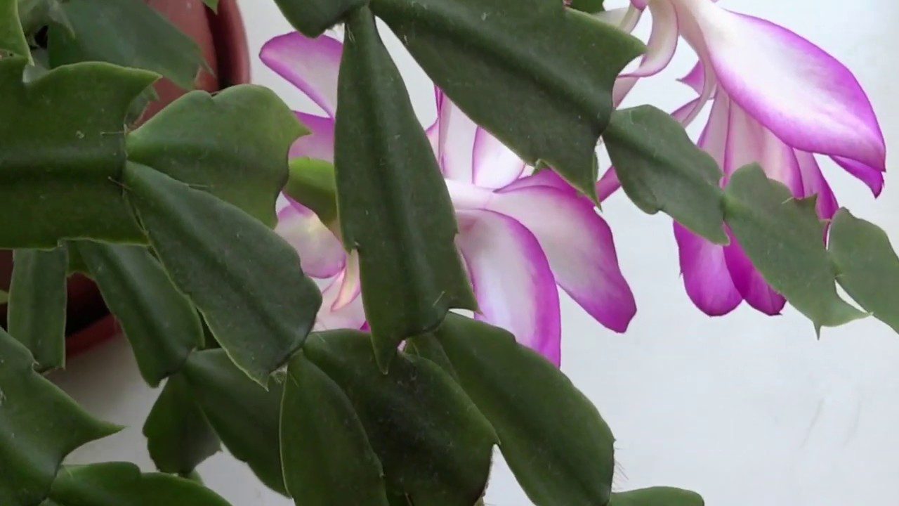 Квітникарі розповіли, що зробити з декабристом у жовтні для рясного цвітіння