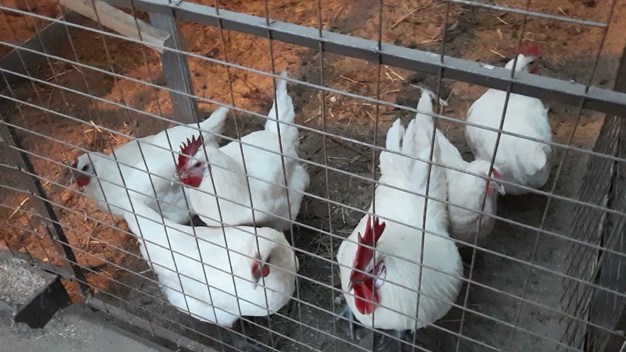 Господині розповіли, як легко і швидко позбутися неприємного запаху в курнику