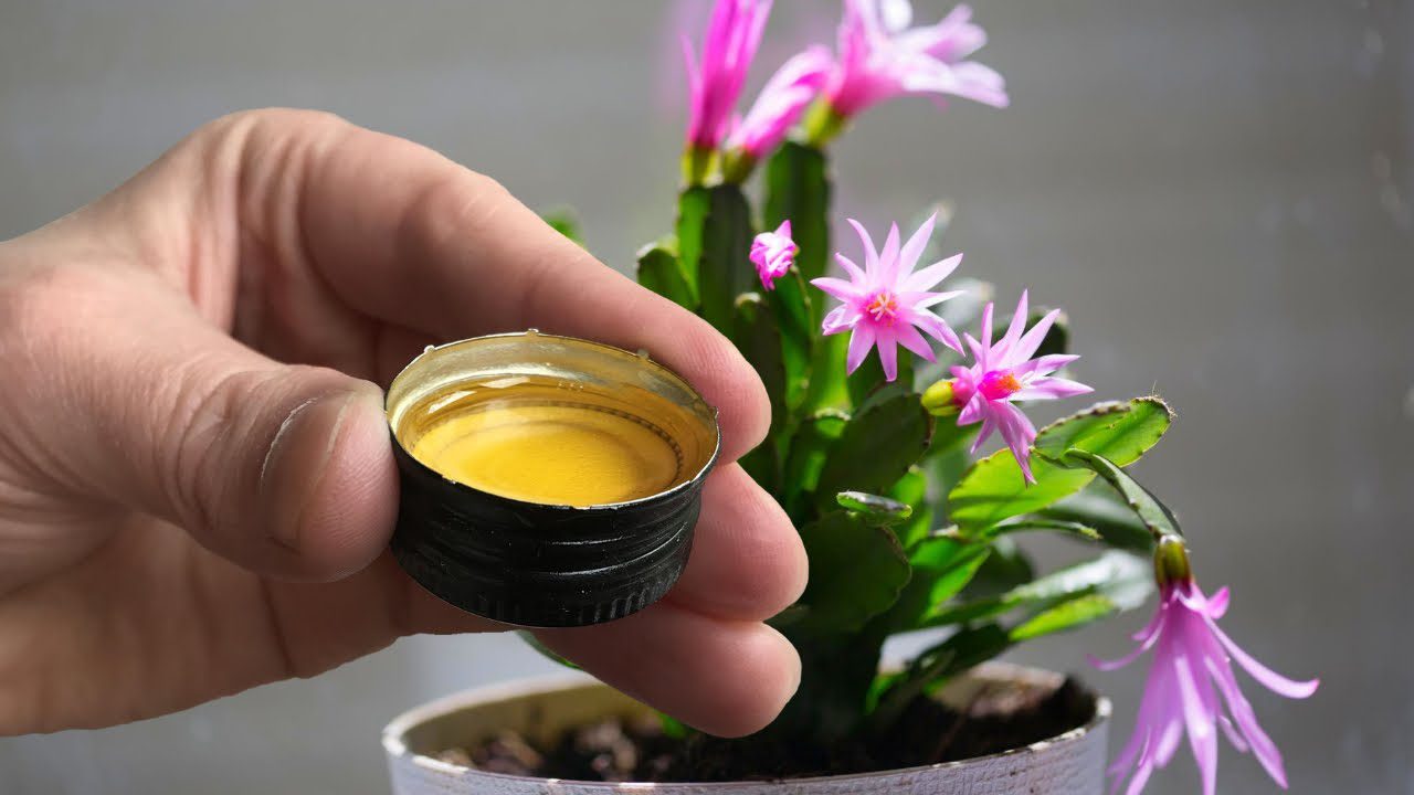 Квітникарі розповіли, чим важливо підживити декабрист у жовтні