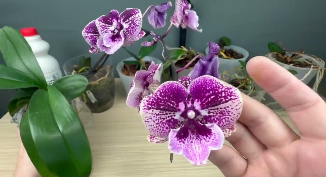 Сусідка показала, чому 1 ложка цукру у вазоні з орхідеєю – це рятівний засіб у листопаді, коли рослина в’янe 