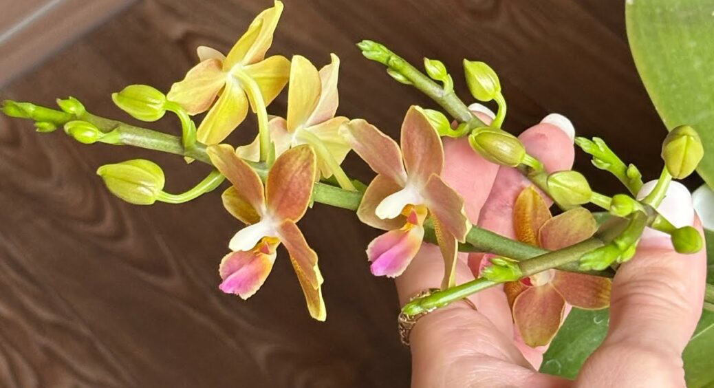 100 мл у горщик – і квітки орхідеї стирчать у всі боки: цвітіння “вибухове” навіть у старому ґрунті 