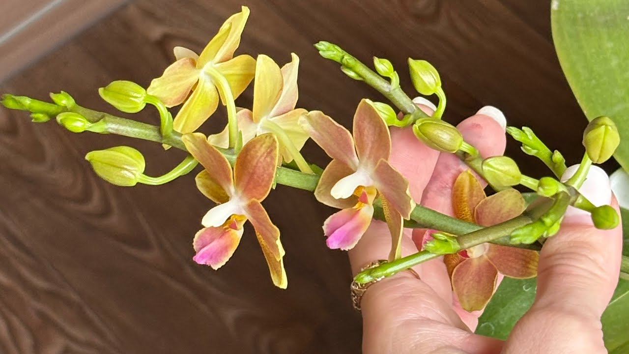 Квітникарі розповіли, чим підживити слабкі орхідеї, щоб отримати рясне цвітіння