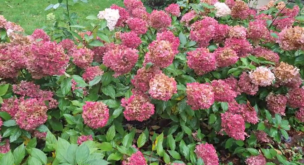 Більше жодних “лисих” кущів: ось як підготувати гортензії до зими – тепер у 2026 році точно будете з квітами 