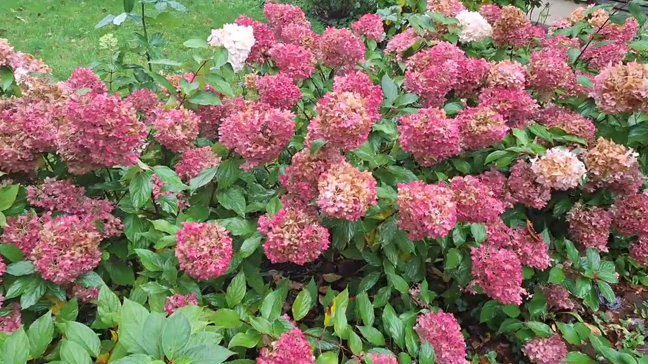 Квітникарі розповіли, як правильно підготувати гортензії до зими