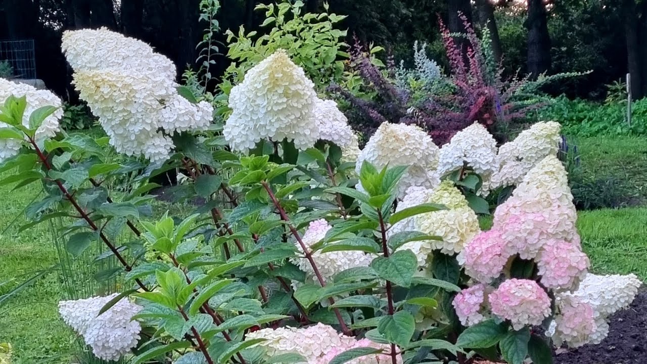 Садівники розповіли, як правильно обрізати гортензії для пишного цвітіння