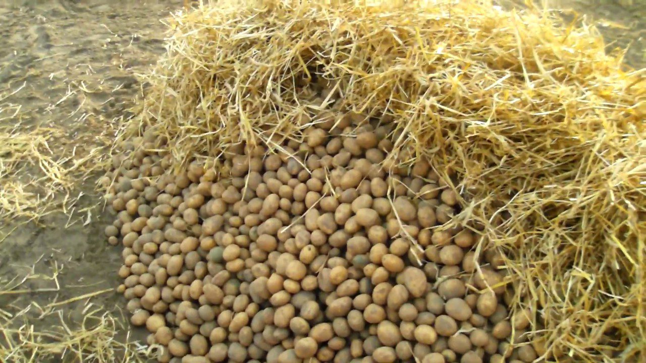 Городники поділились способом, який допоможе зберегти картоплю свіжою до весни