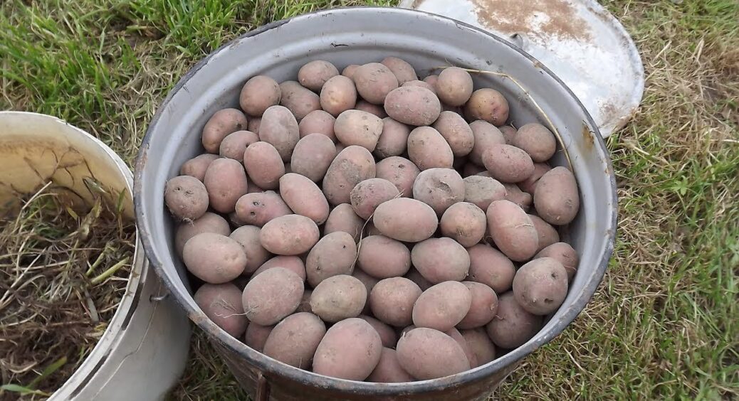 Пересипала картоплю золою шарами – до весни не згнило жодної бульби: без обробки втрачала до 30% врожаю 