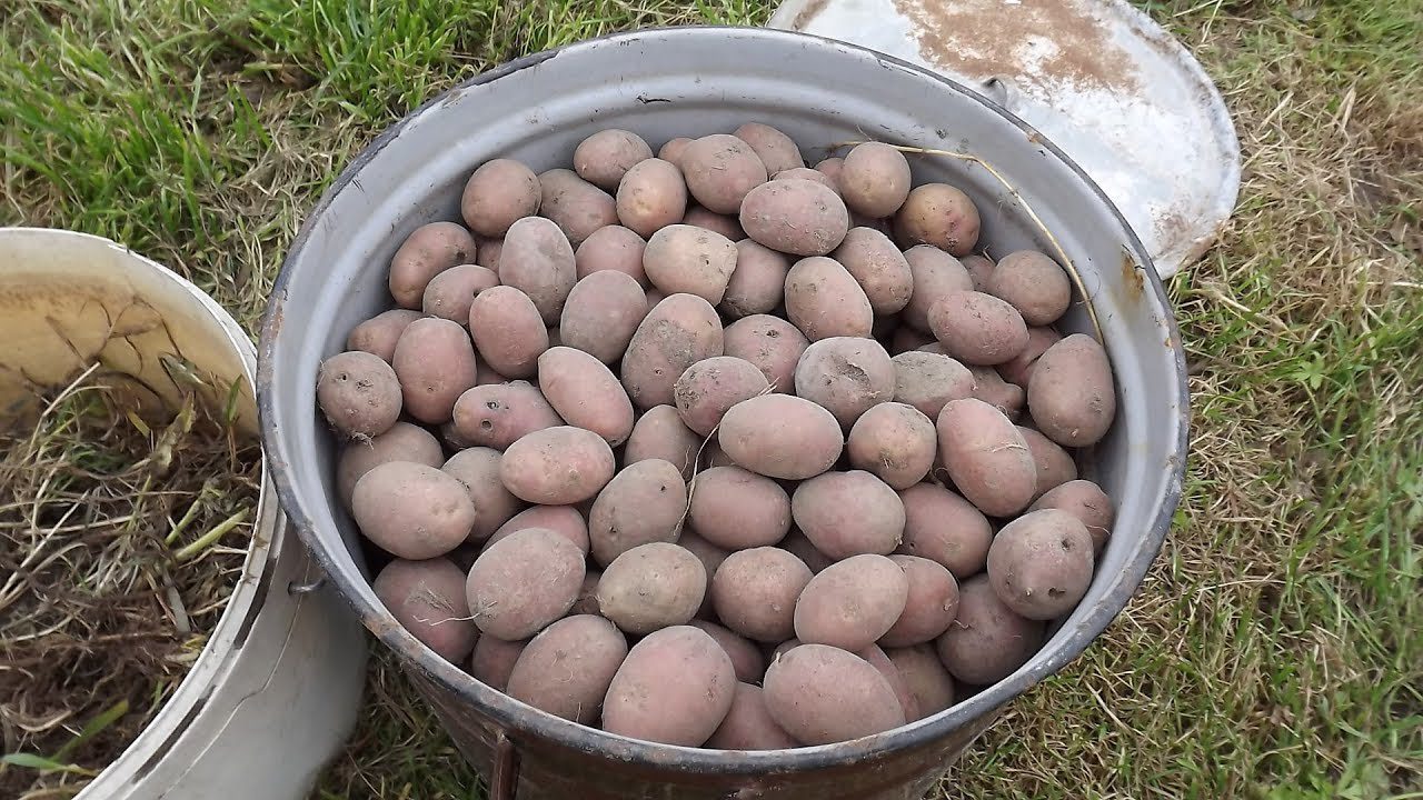 Експерти розповіли, як зберегти посадкову картоплю 