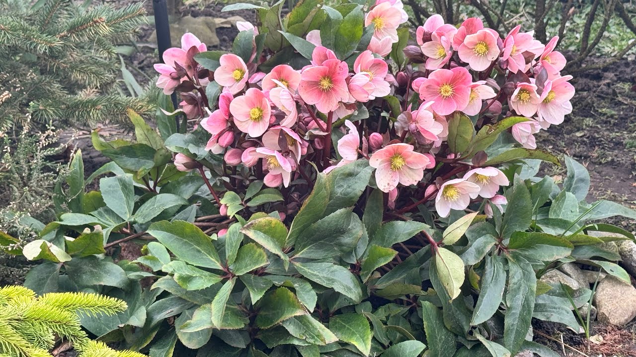 Садівники розповіли, який один багаторічник взагалі не боїться ні снігу, ні тіні