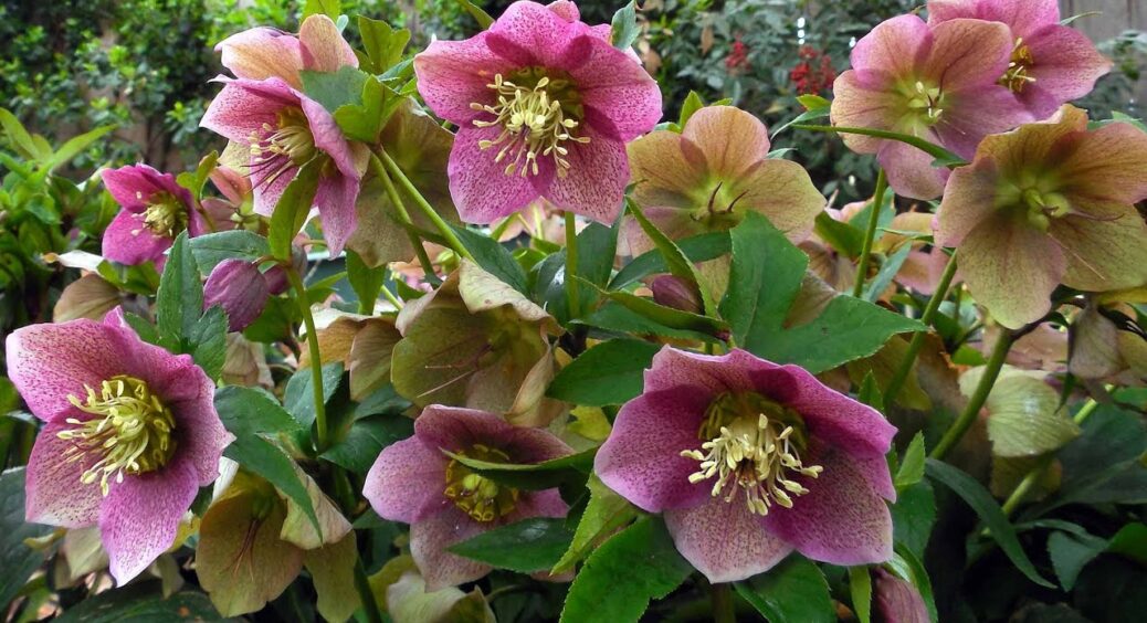 Саджаю у жовтні – цвіте вже навесні: цей 1 багаторічник не боїться снігу та тіні – ідеальний вибір для саду 