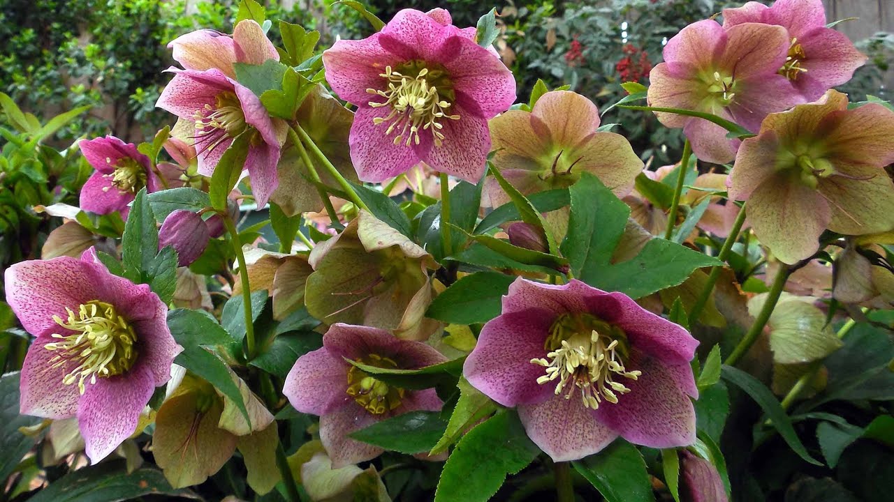 Садівники розповіли, який один багаторічник взагалі не боїться ні снігу, ні тіні