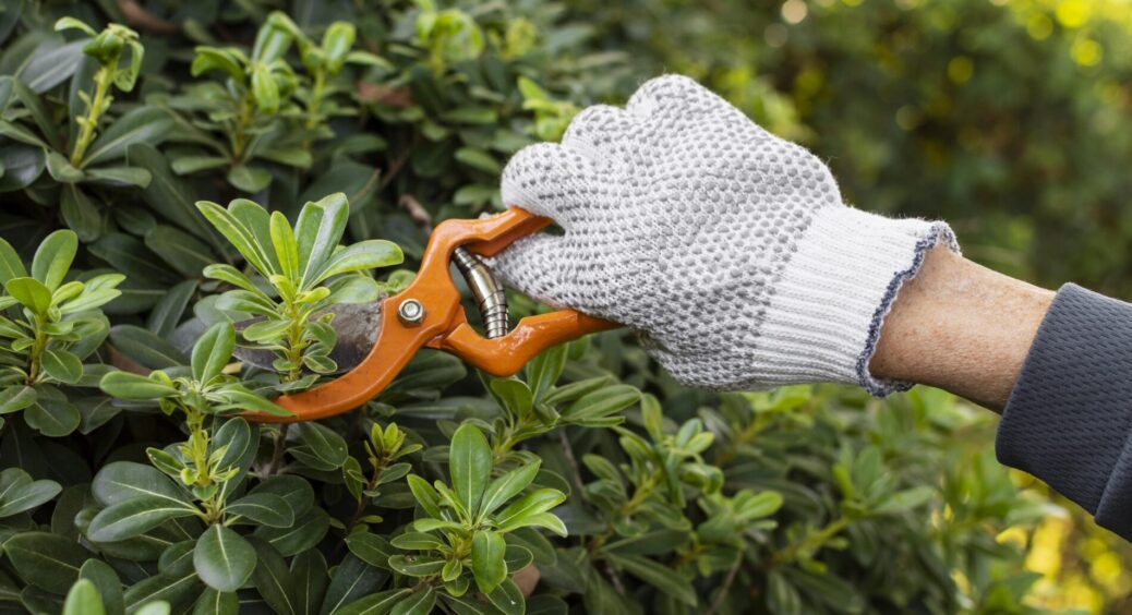Знаю на зубок, які 7 рослин категорично не можна чіпати у листопаді – чекайте “помсти” за обрізку 