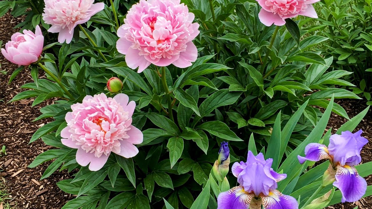 Садівники розповіли, як правильно доглядати за півоніями восени