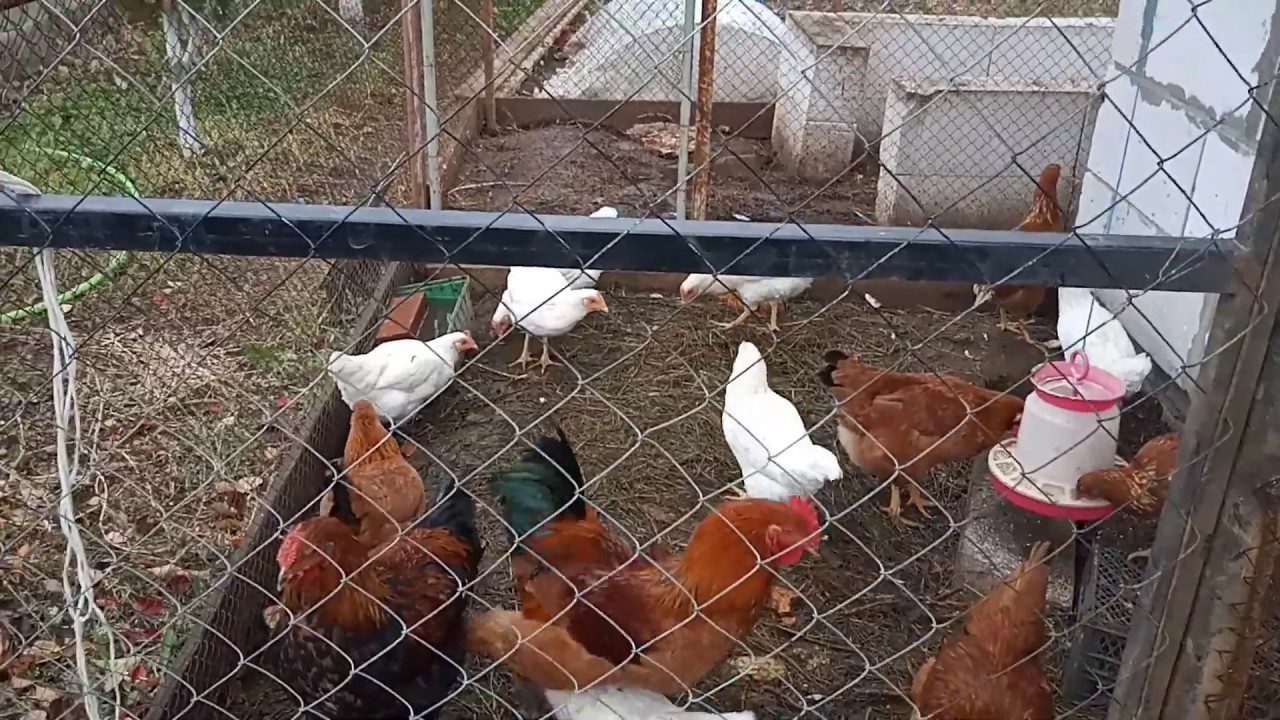 Господарі розповіли, чим погані пластикові вікна в курнику