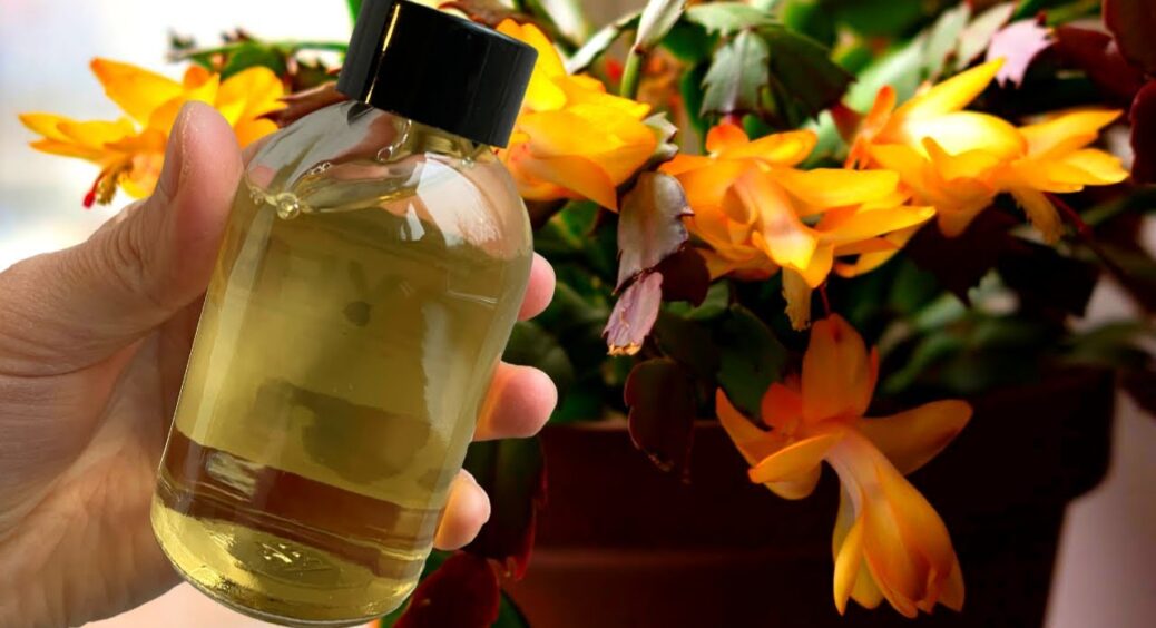 Декабрист був без квітів – зробила 1 “пшик”, і бутонів стало ціле море: навіть старий кущ миттєво оживився 