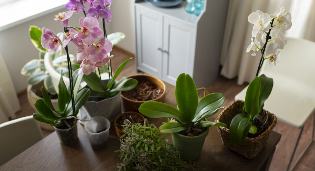 Підслухала у черзі за молоком, яка 1 кухонна приправа допоможе повернути рослинам блиск – ефект на 10 з 10 