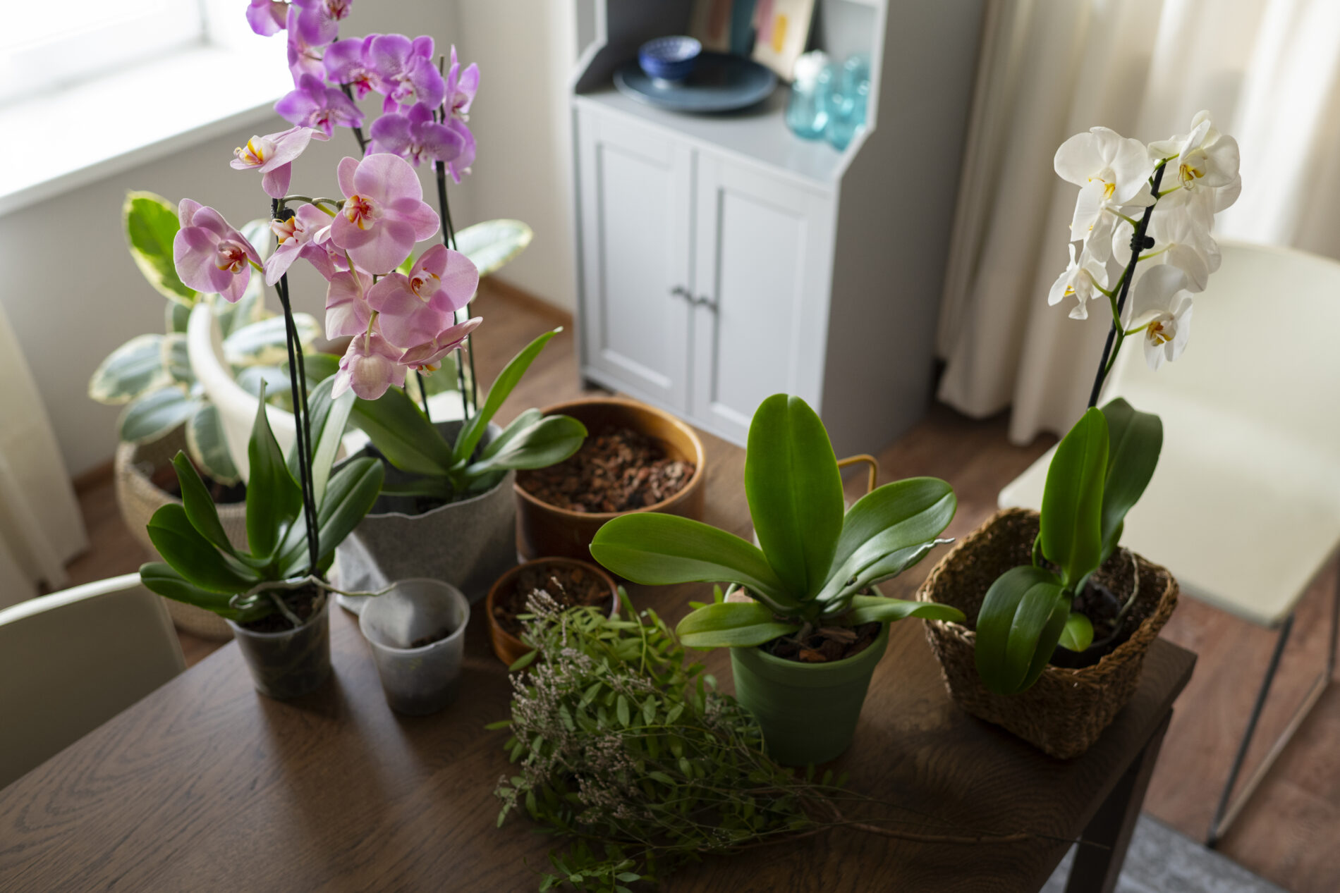 Квітникарі розповіли, яка 1 кухонна приправа допоможе повернути рослинам блиск