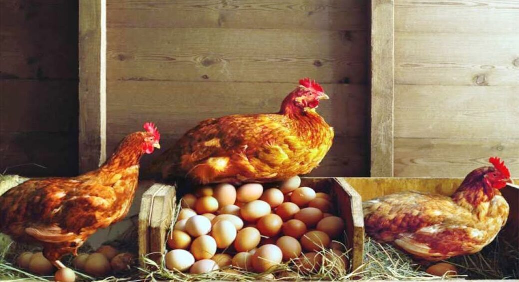 Курник гріється за 1 копійку: старий спосіб, про який мало хто чув, а мої рідні в селі роблять так змолоду 