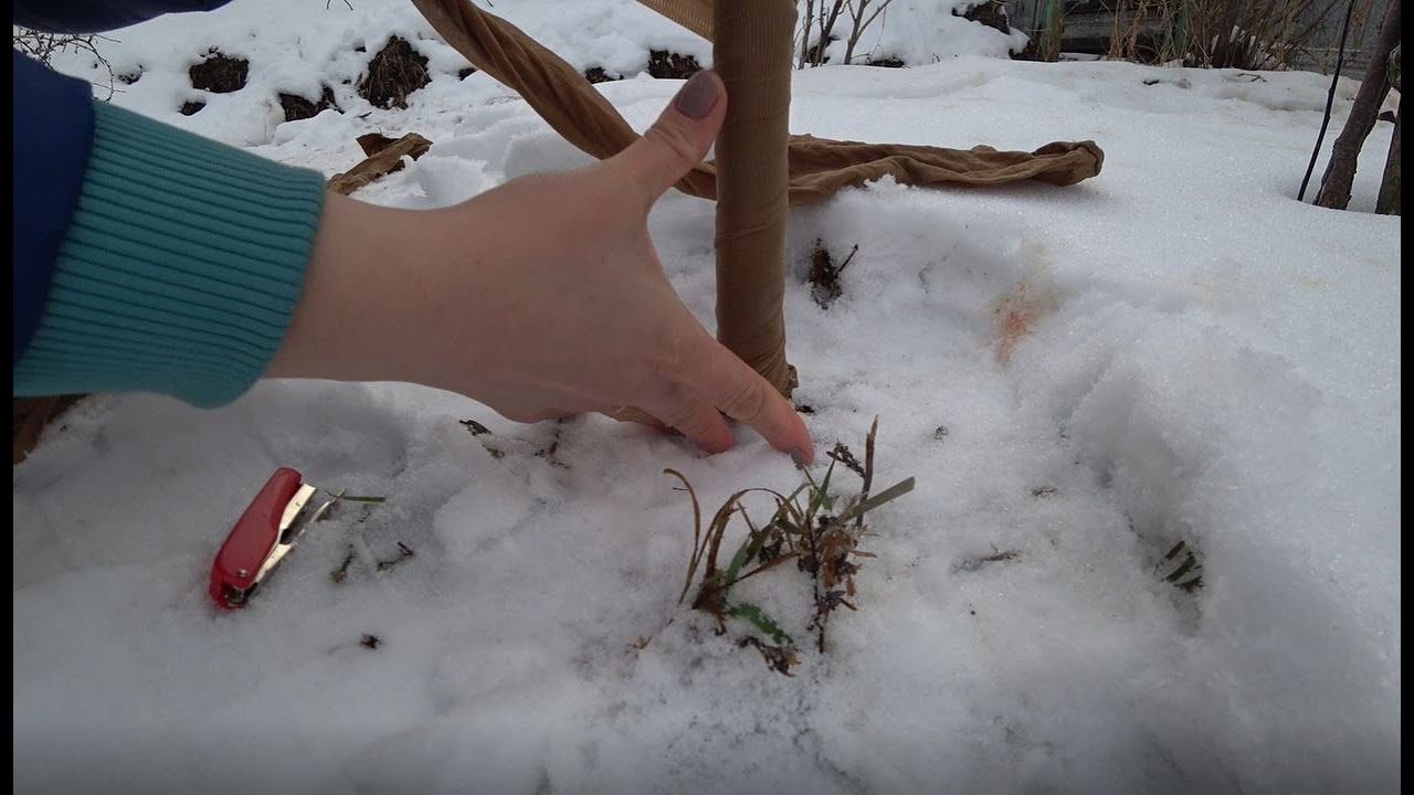 Городники розповіли, як вберегти фруктові дерева в саду від гризунів