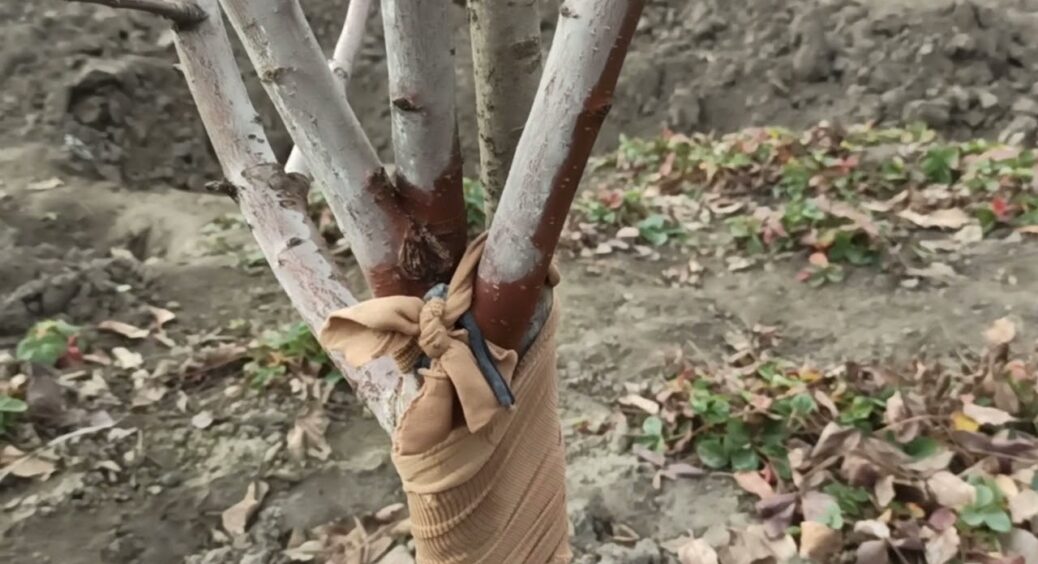 На ганчірки не піде, але в сад – за милу душу: обмотала яблуню дірявим капроном – миші на 1 км не підходять 