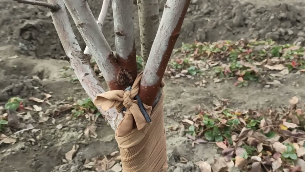 Експерти розповіли, як підготувати сад до зими правильно